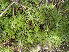 Artemisia morrisonensis