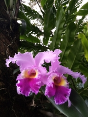 Cattleya trianae