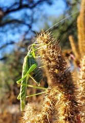 Insara elegans