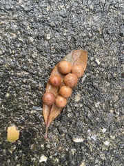 Belonocnema treatae