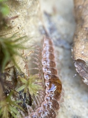 Pseudopolydesmus