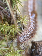 Pseudopolydesmus