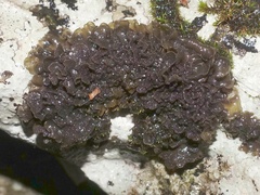 Lathagrium auriforme