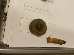 Lactarius aurantiosordidus