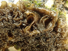 Lathagrium auriforme