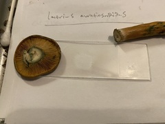 Lactarius aurantiosordidus