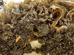 Lathagrium auriforme