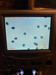 Lactarius aurantiosordidus