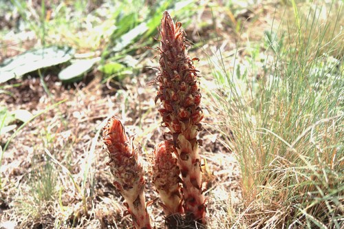 Anatolian Broomrape (Orobanche anatolica)