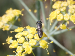 Hylaeus punctatus