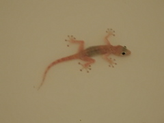 Ptyodactylus hasselquistii