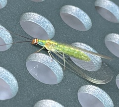 Plesiochrysa atalotis