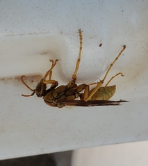 Polistes flavus