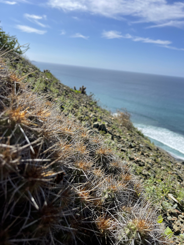Echinocereus barthelowianus Britton & Rose