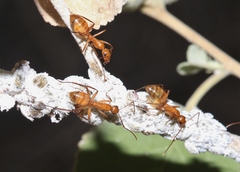 Camponotus variegatus