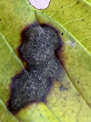 Ascochyta