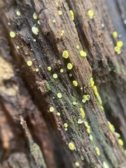 Chlorosplenium