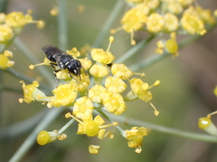 Hylaeus punctatus