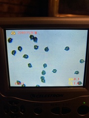 Lactarius aurantiosordidus