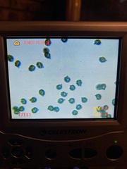 Lactarius aurantiosordidus