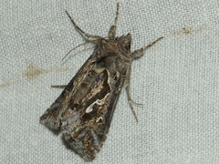 Chrysodeixis argentifera