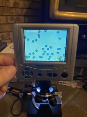 Lactarius aurantiosordidus