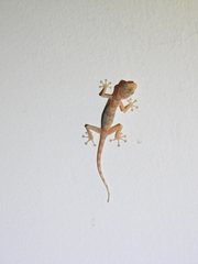 Ptyodactylus hasselquistii