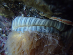 Diadumenidae