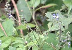 Salvia polystachia
