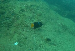 Holacanthus passer