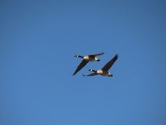 Branta canadensis maxima