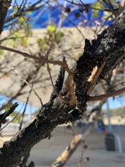 Eriococcus lagerstroemiae