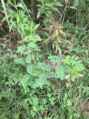 Indigofera pseudotinctoria