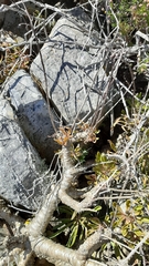 Tylecodon grandiflorus