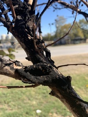 Eriococcus lagerstroemiae