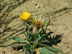 Berkheya armata