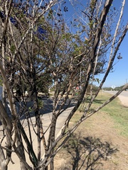 Eriococcus lagerstroemiae