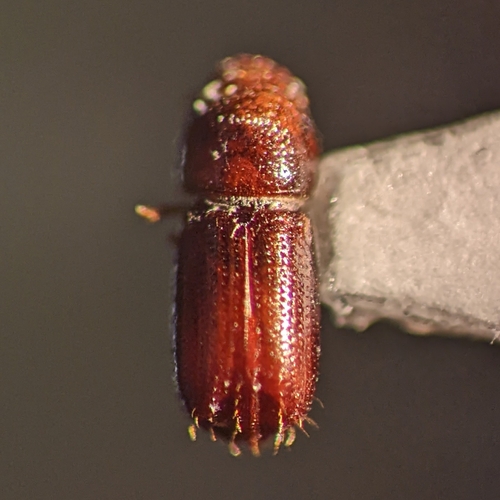 Pityophthorus consimilis