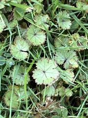 Hydrocotyle moschata