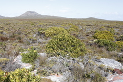 Leucadendron laureolum