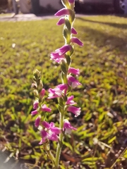 Spiranthes australis