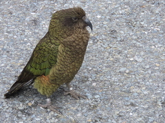Nestor notabilis