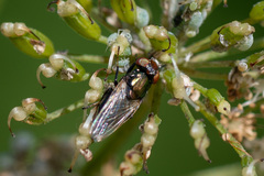 Physiphora alceae