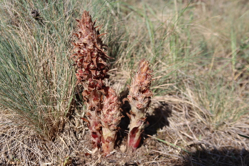 Image of Orobanche anatolica by (c) Edmundas Greimas, some rights reserved (CC BY)