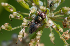 Physiphora alceae