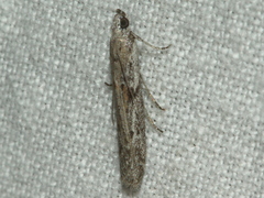 Cryptoblabes hemigypsa