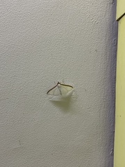 Cydalima laticostalis