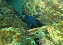 Microspathodon dorsalis