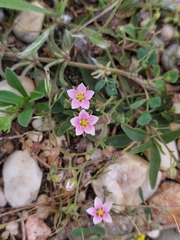 Rhodalsine geniculata