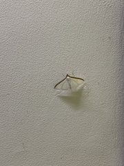 Cydalima laticostalis